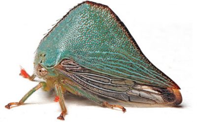 Treehopper