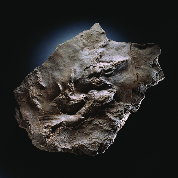 exhibit on archaeology